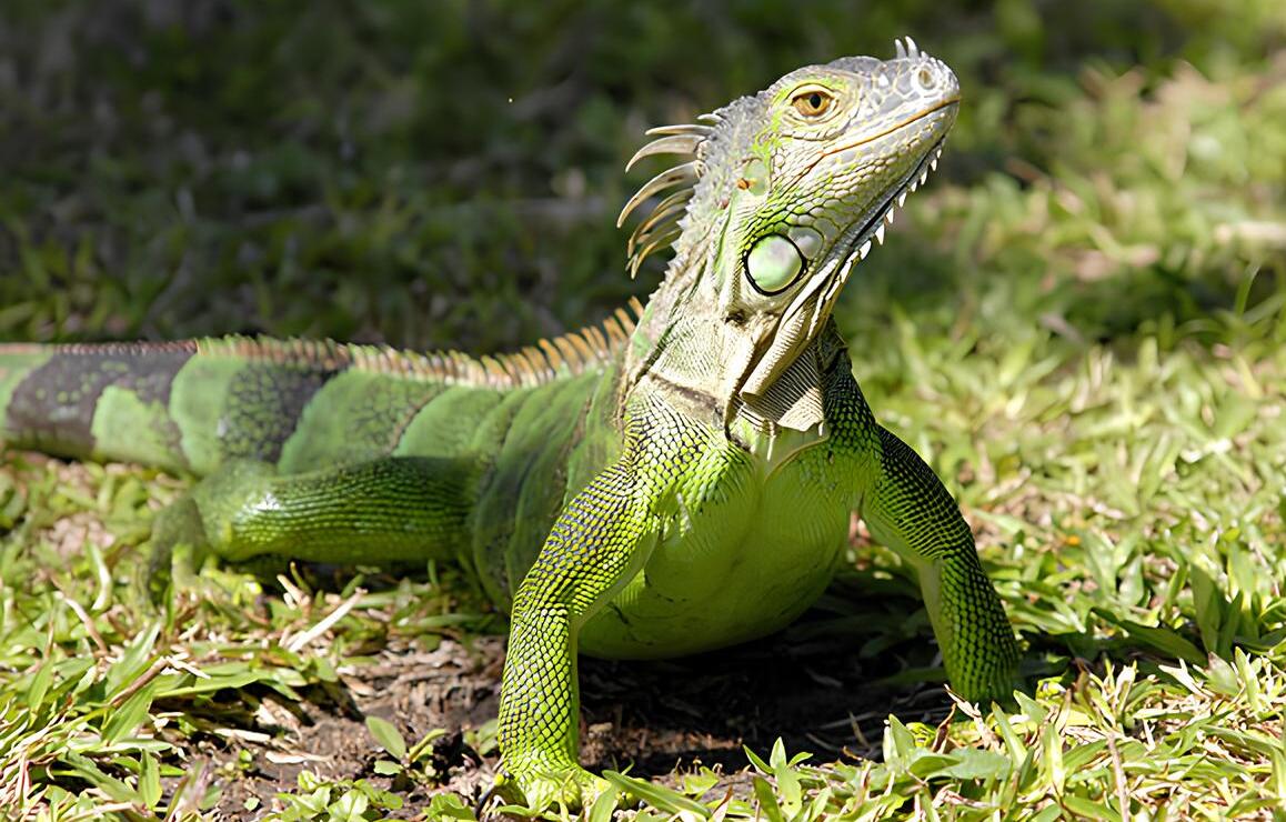 🦎 그린이구아나 – 이국적인 매력 뒤에 숨은 긴 준비