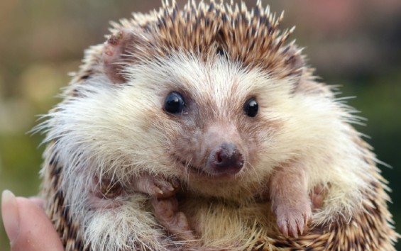 🦔 고슴도치 – 작지만 예민한 밤의 친구