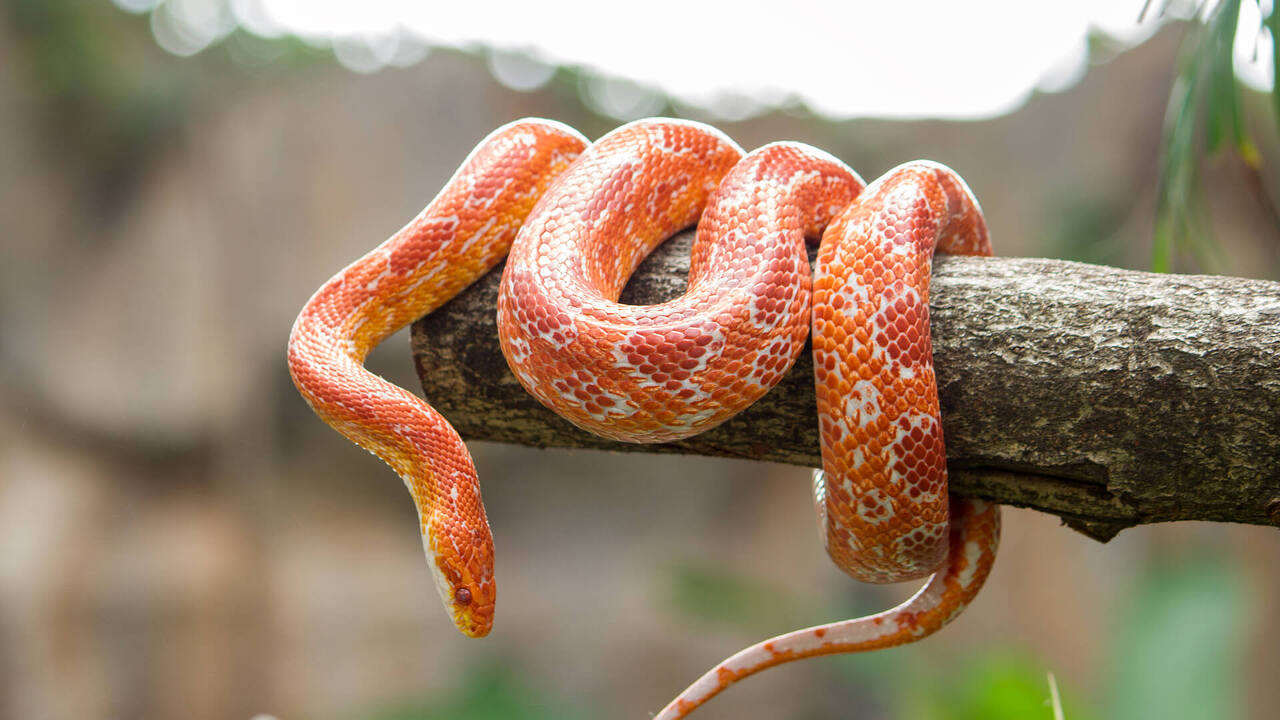 🐍 콘스네이크 – 조용하지만 세심한 관리가 필요한 파충류